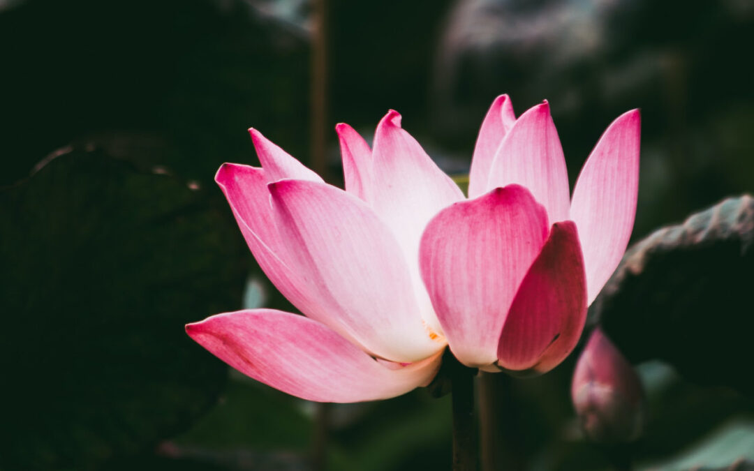 Energy Healing vs. Traditional Medicine: How They Can Work Together