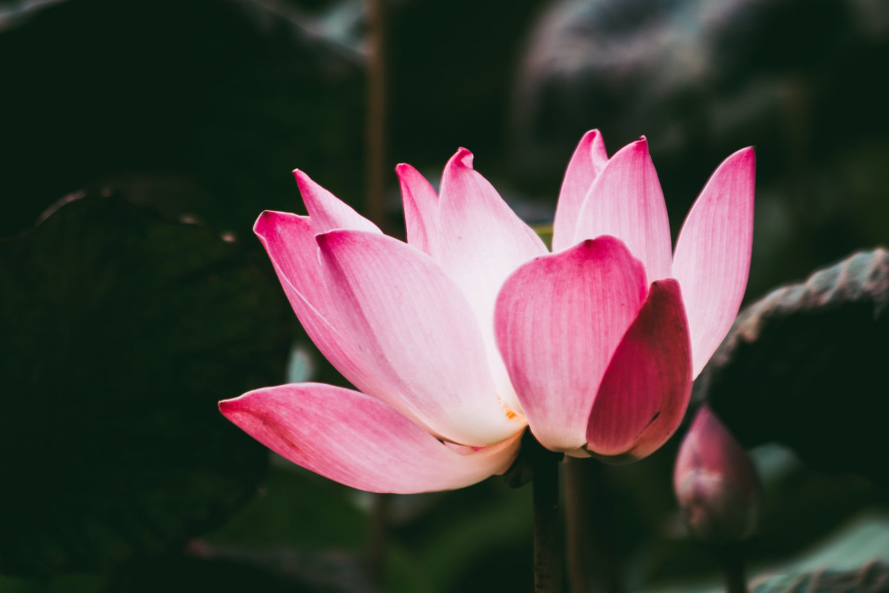 Energy Healing vs. Traditional Medicine: How They Can Work Together